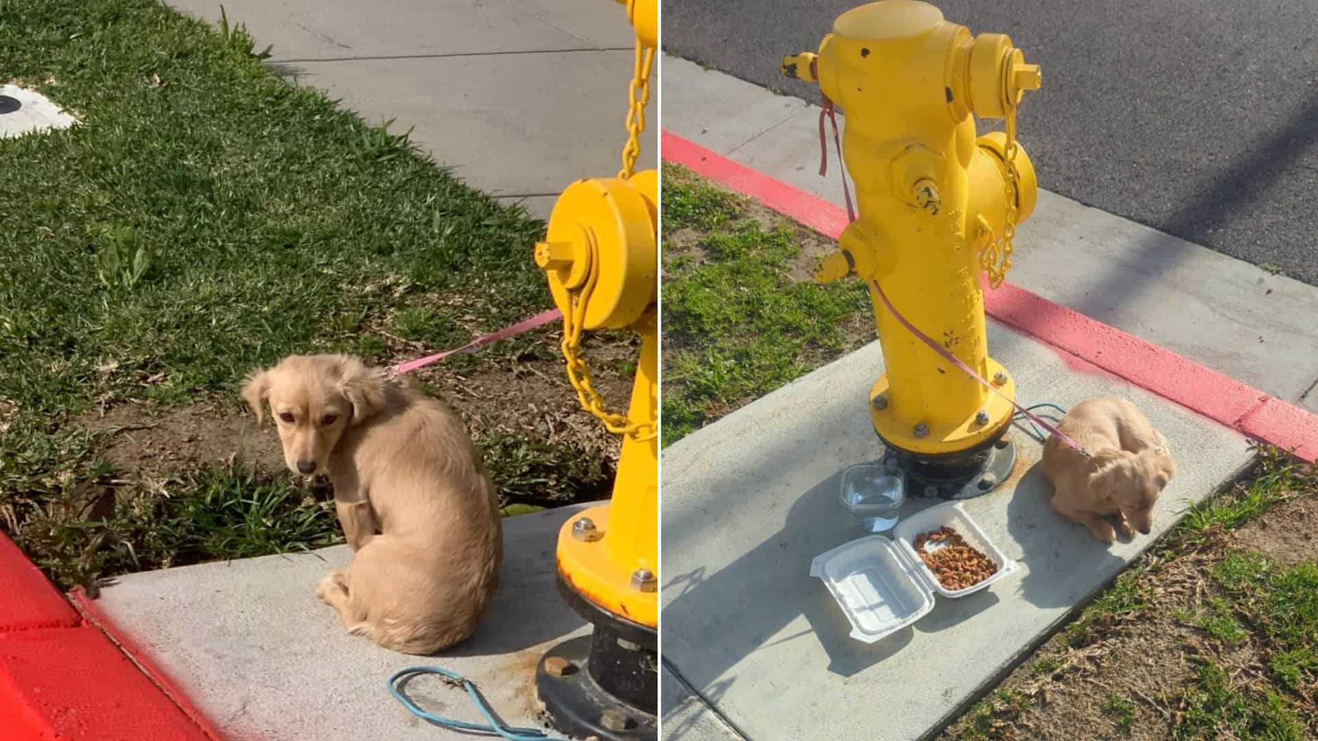 Heartbroken Dog Rejects Food After Being Tied To A Fire Hydrant And Abandoned