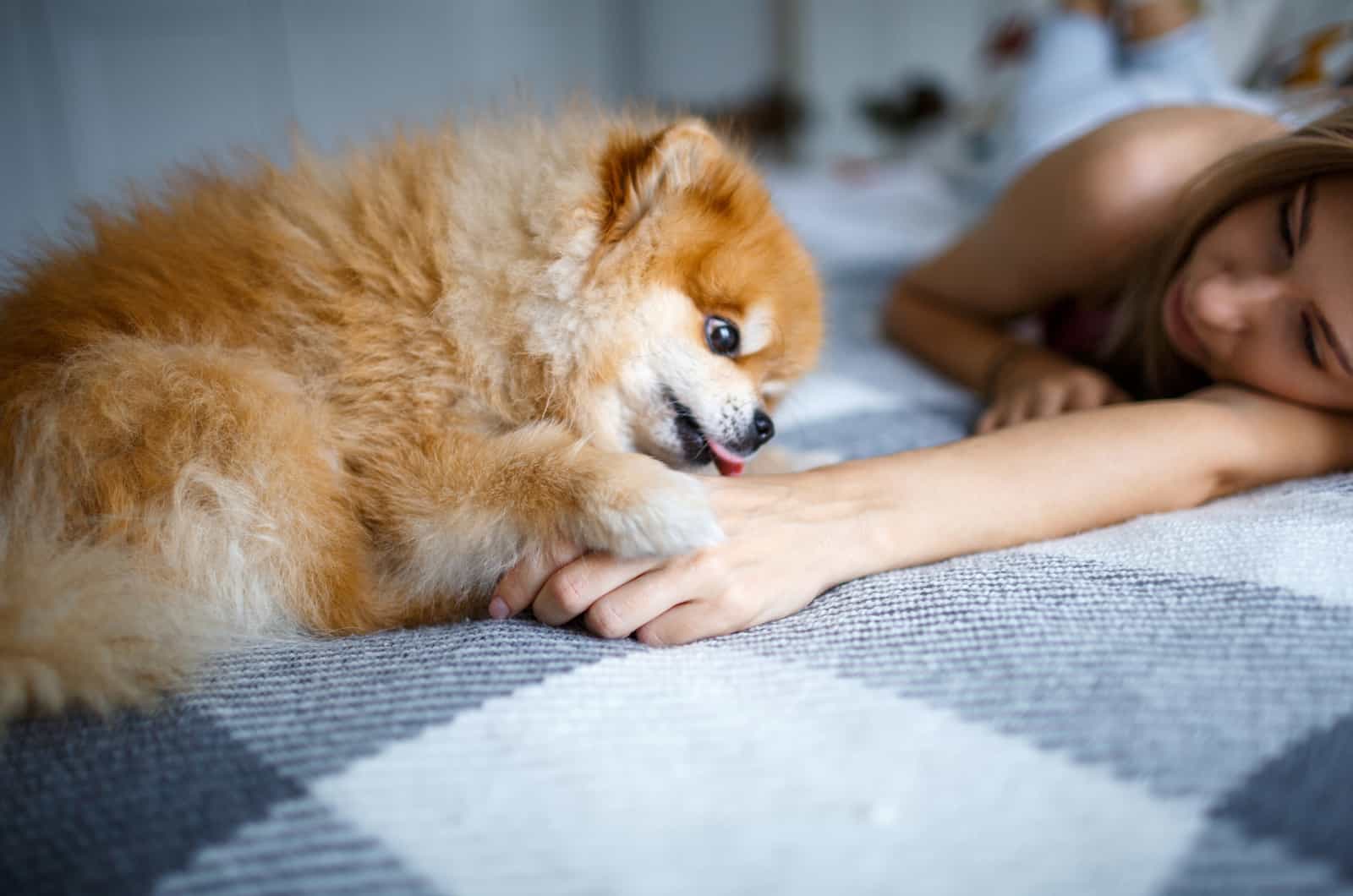 puppy licks the owner's hand