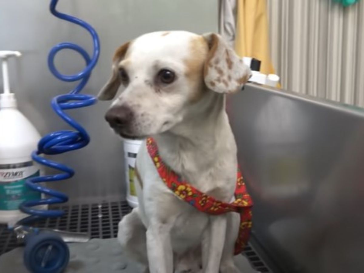 puppy looks away while at the vet