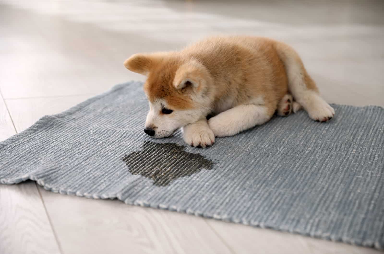 puppy lying next to a wet spot