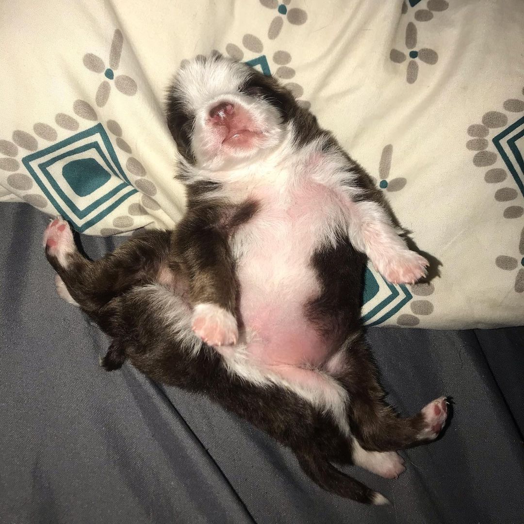 puppy lying down on his back