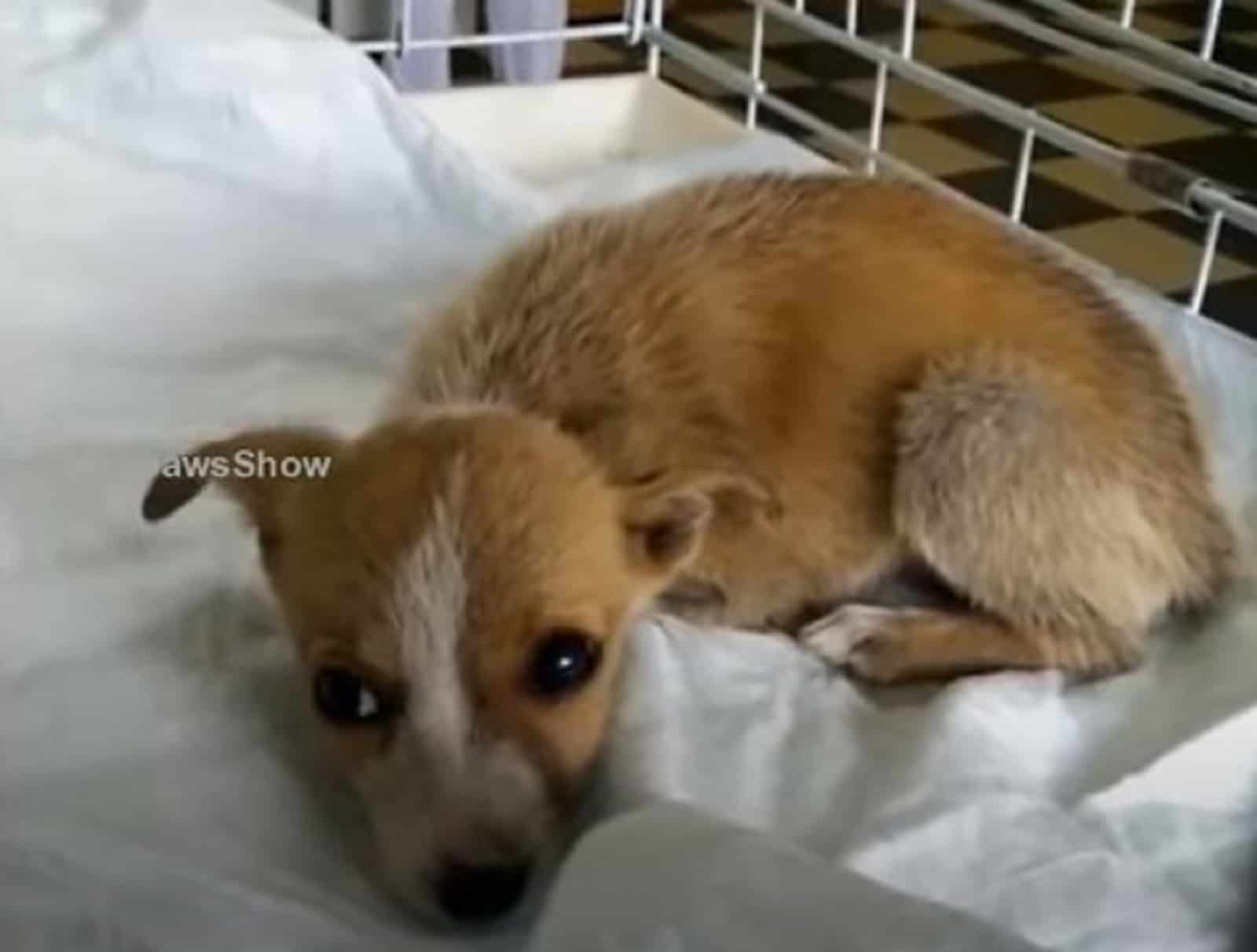 puppy lying down in his crate