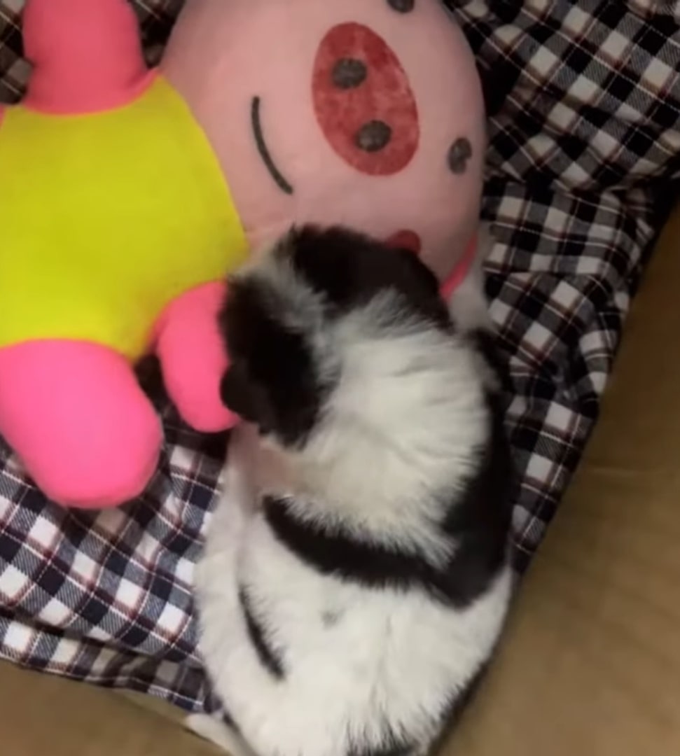 puppy lying next to a toy