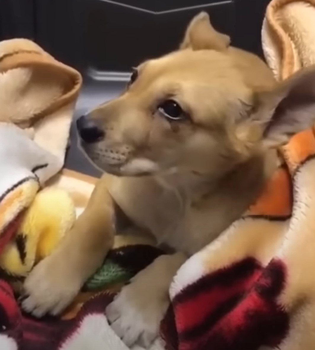 puppy lying on a blanket