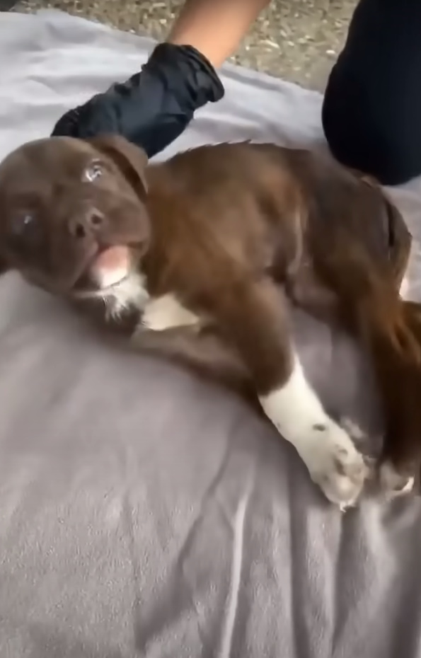 puppy lying on a blanket