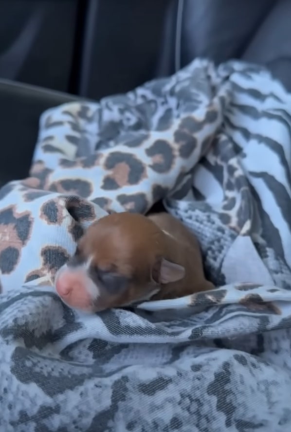 puppy lying on a blanket