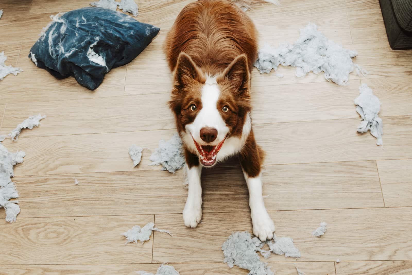 puppy lying on floor after he made a mess