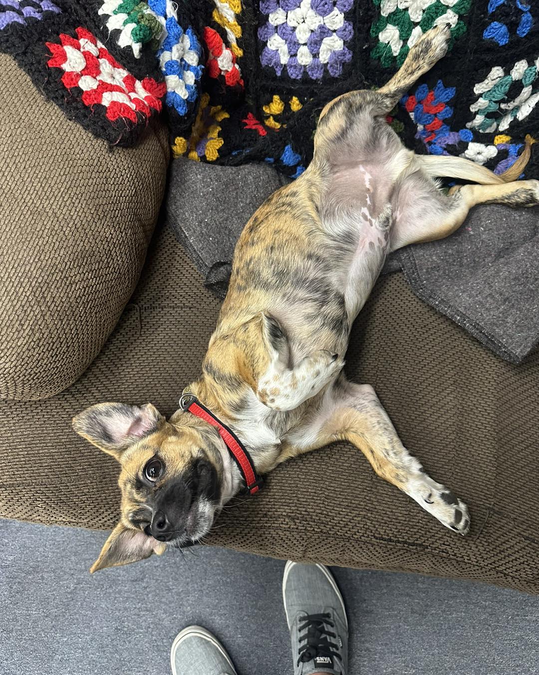 puppy lying on its back on a couch