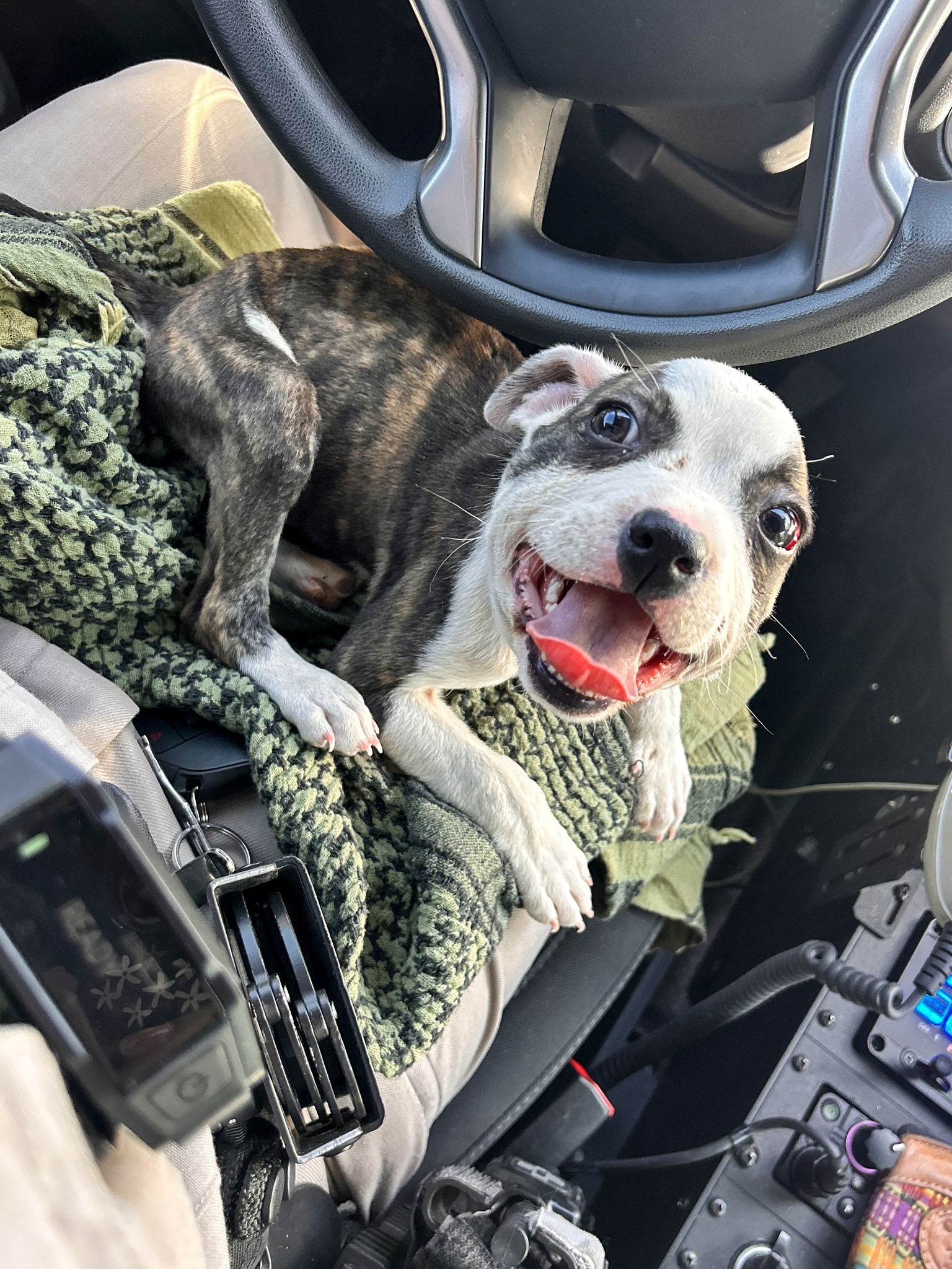 puppy lying on man's lap in a car