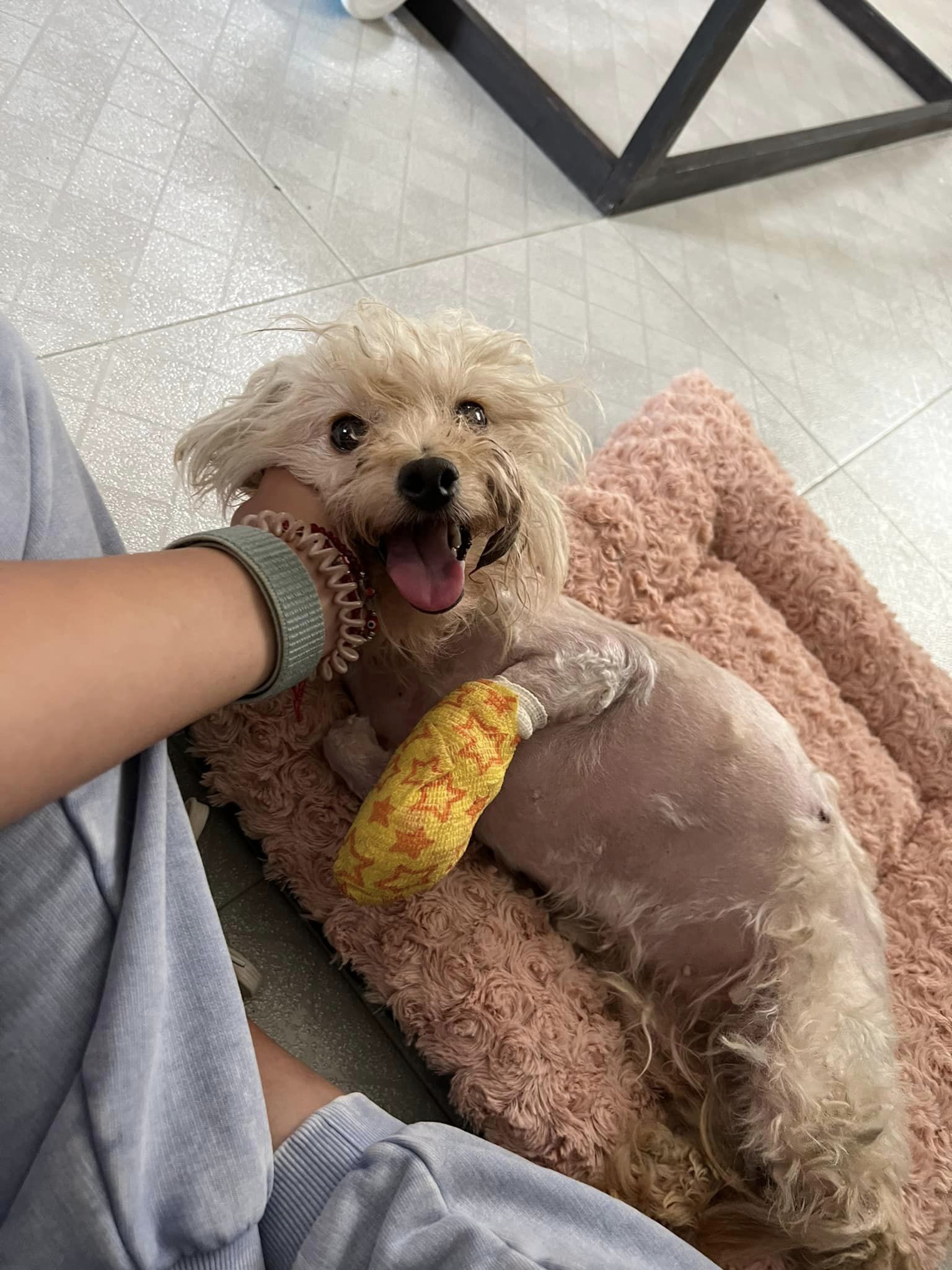 puppy lying on pink fluffy dog bed