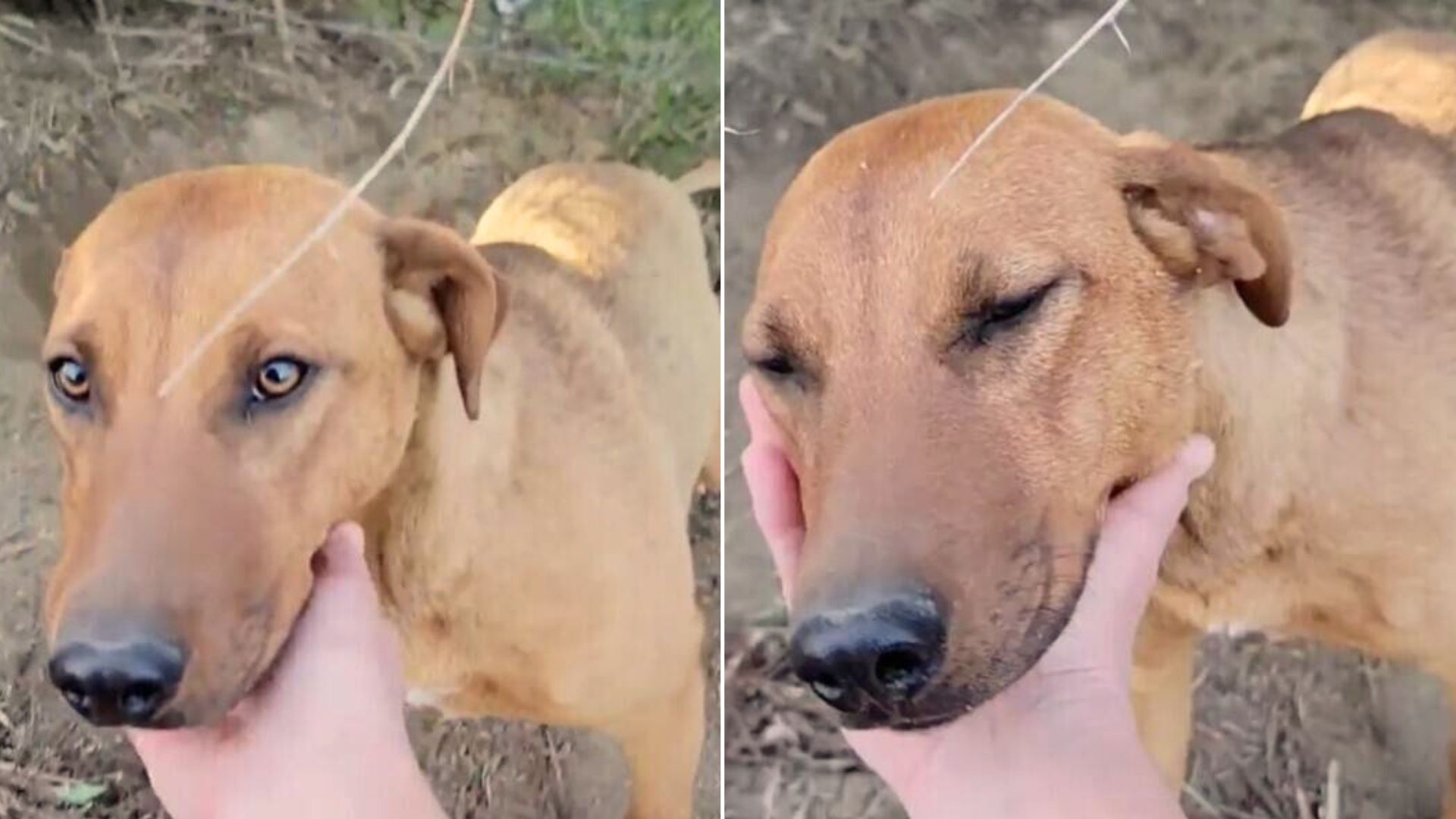 Dog Abandoned In The Woods Has The Sweetest Reaction To Being Rescued