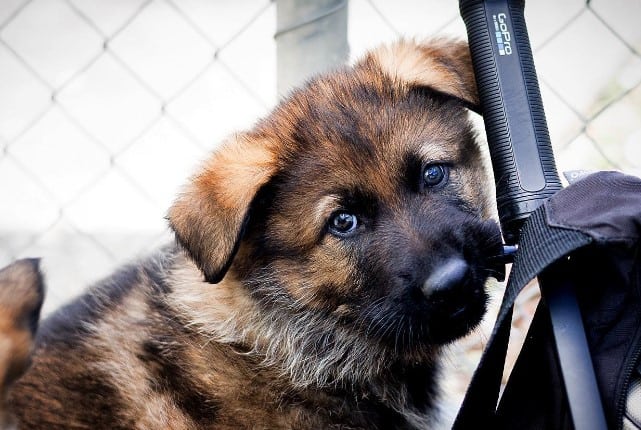 puppy next to police equipment