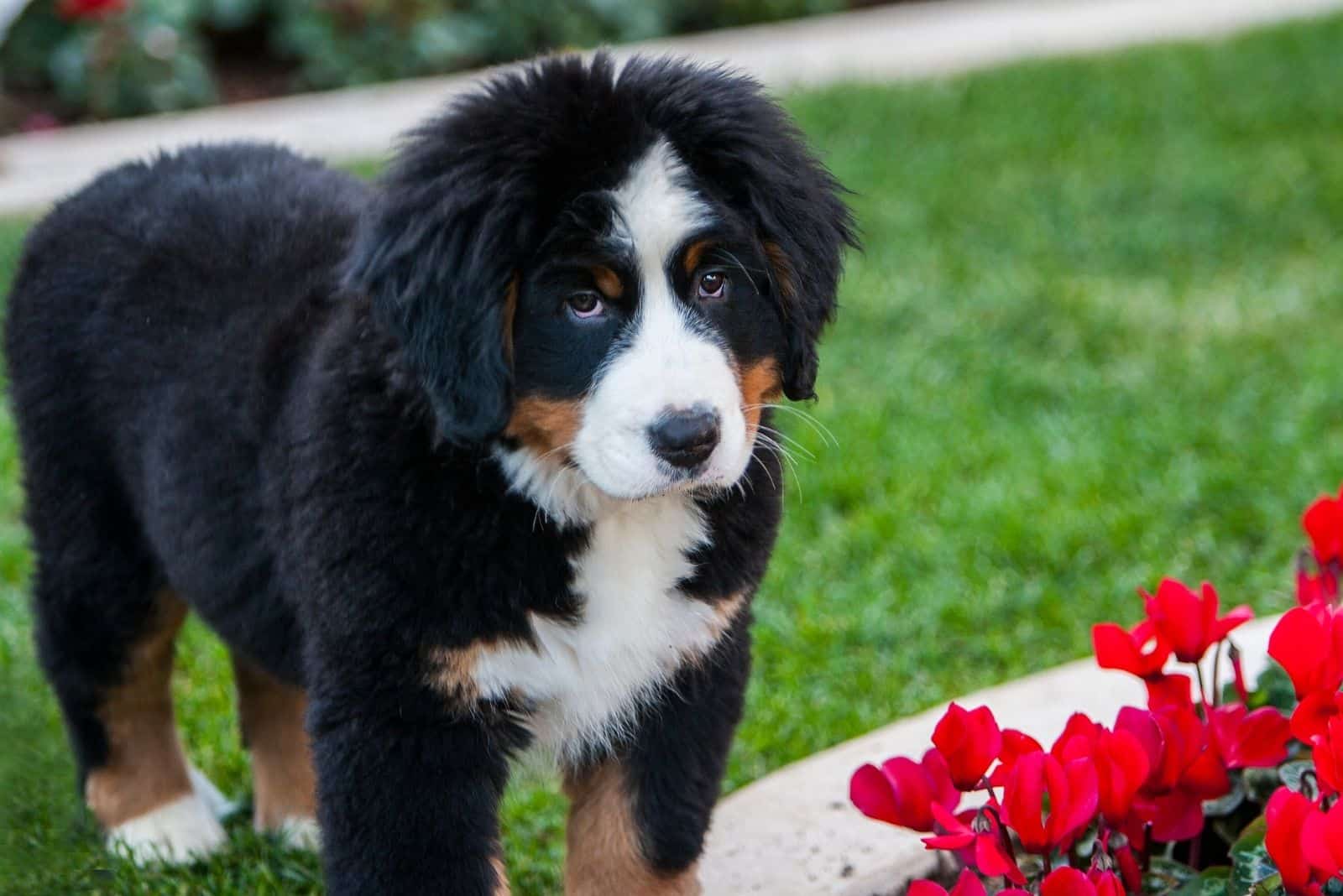 puppy of a bernese mountain dog near a red flower garden