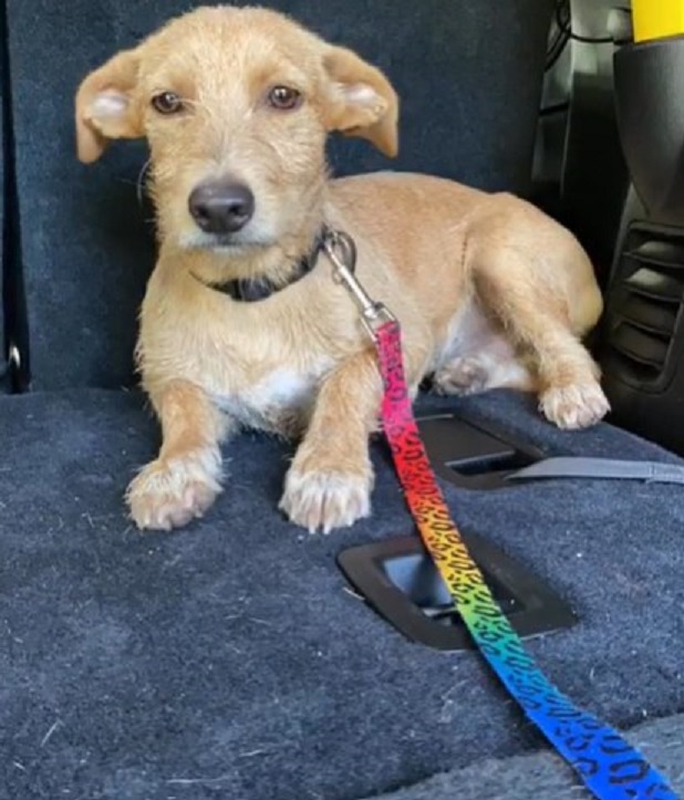 puppy on a leash in the car