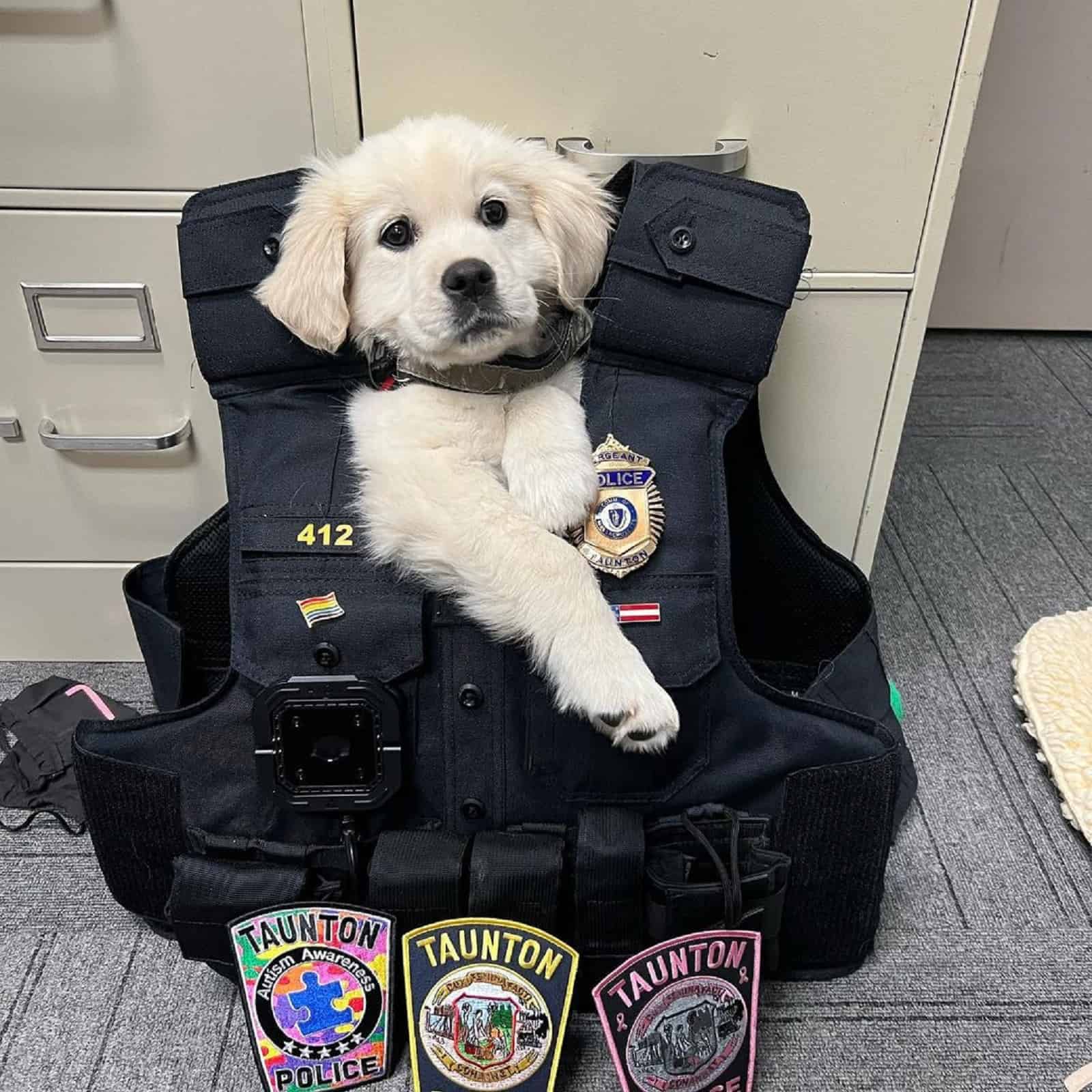 puppy on a police vest on the floor