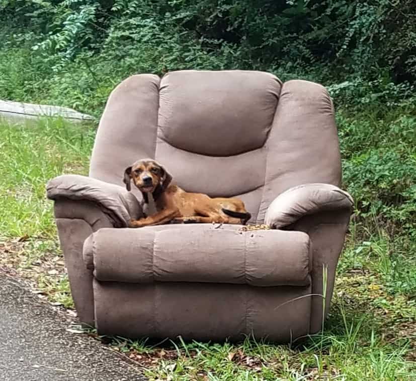 puppy on sofa outdoor