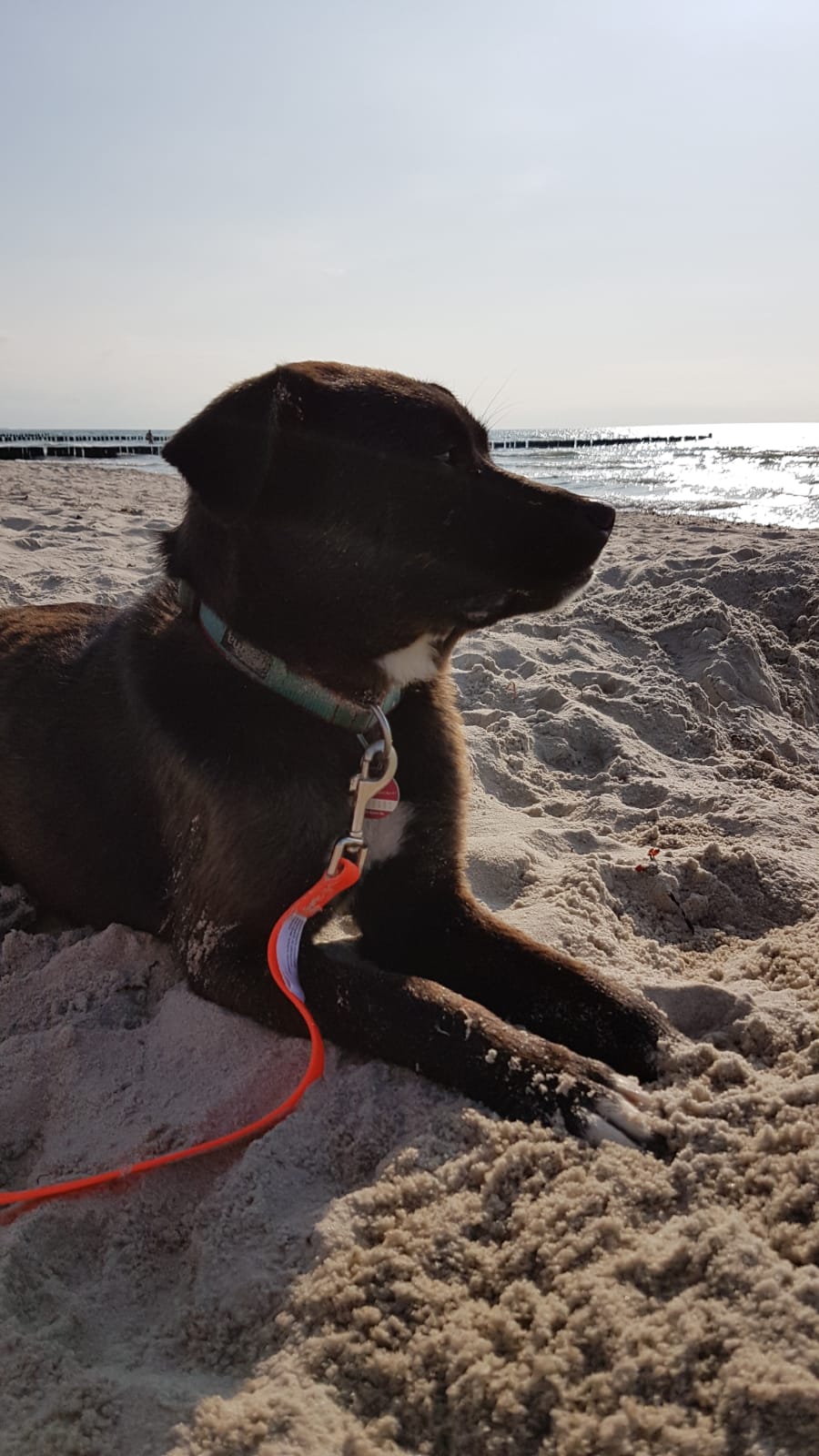 puppy on the beach