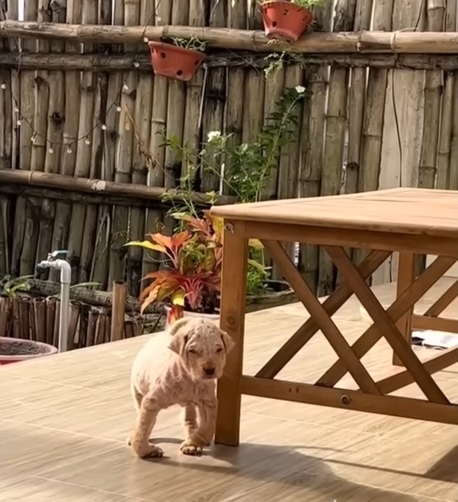 puppy on the porch