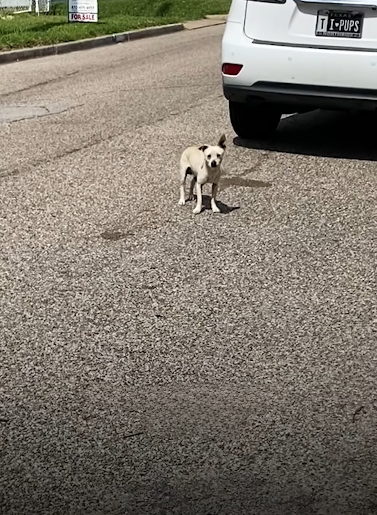 puppy on the road