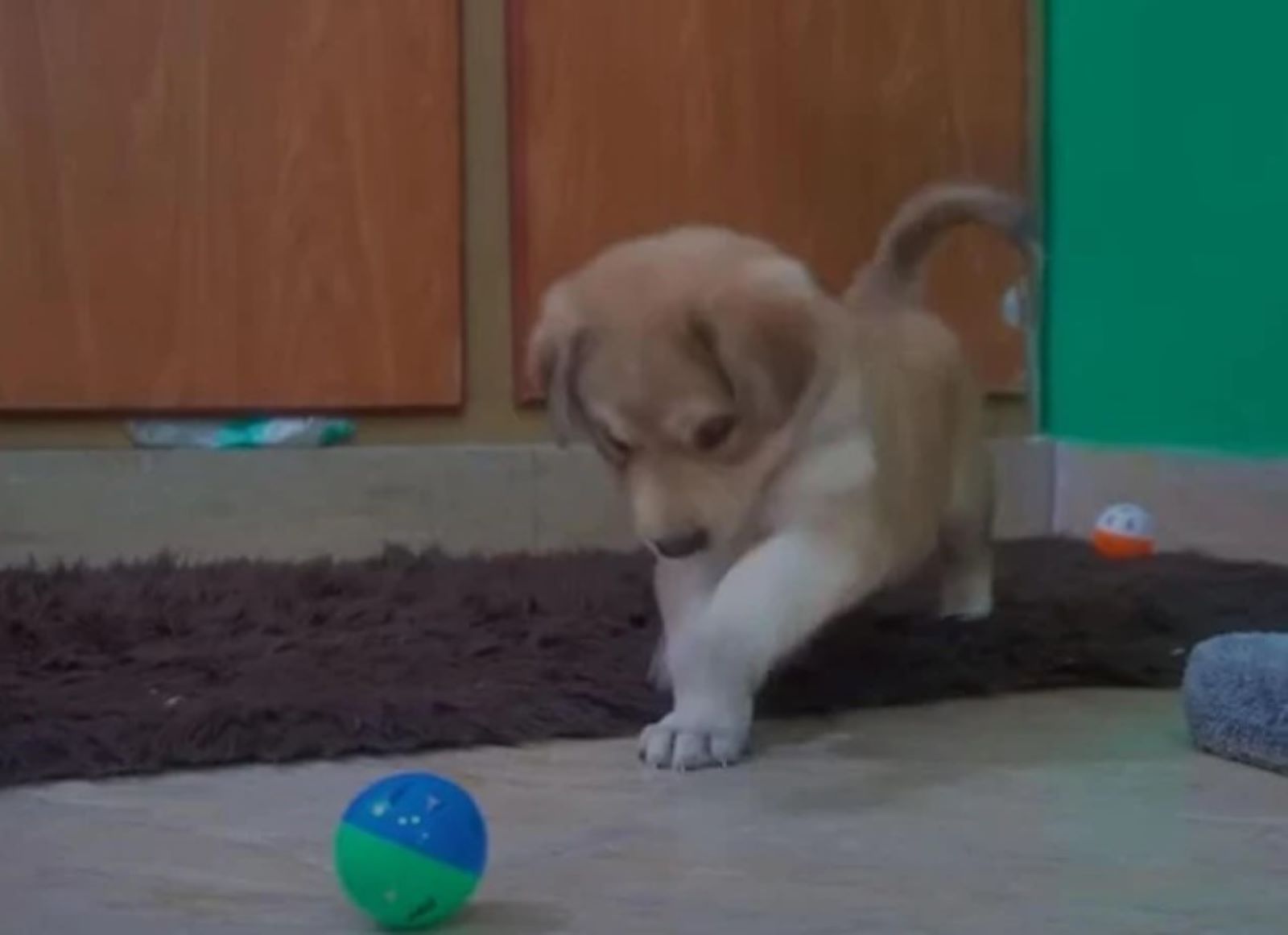 puppy playing