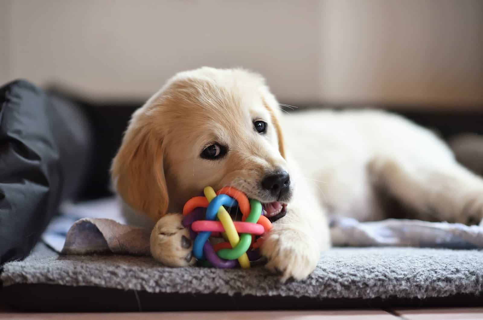 puppy playing with toy