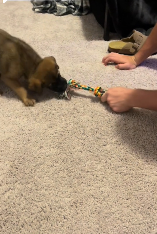 puppy playing