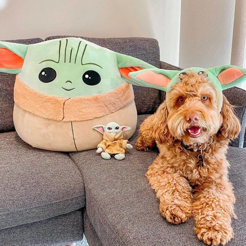 dog posing with his yoda toys