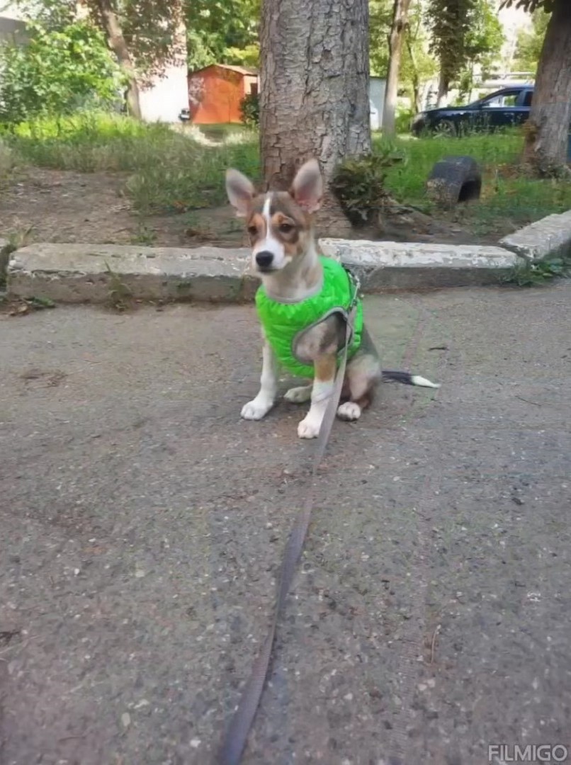 puppy prepared for walk