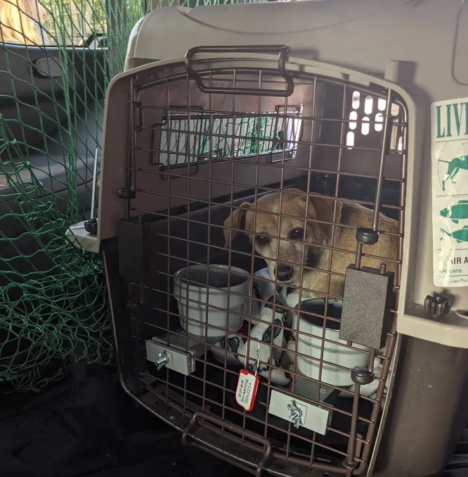 puppy rescued in a car cage