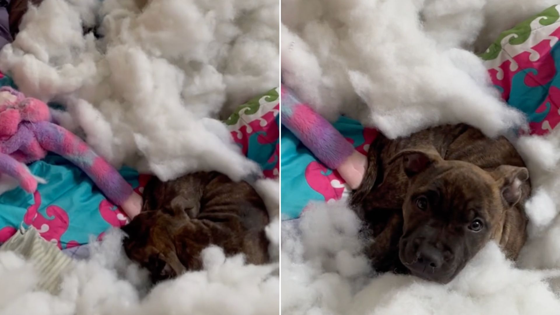 Puppy Shocked When A Bean Bag Chair Simply Exploded