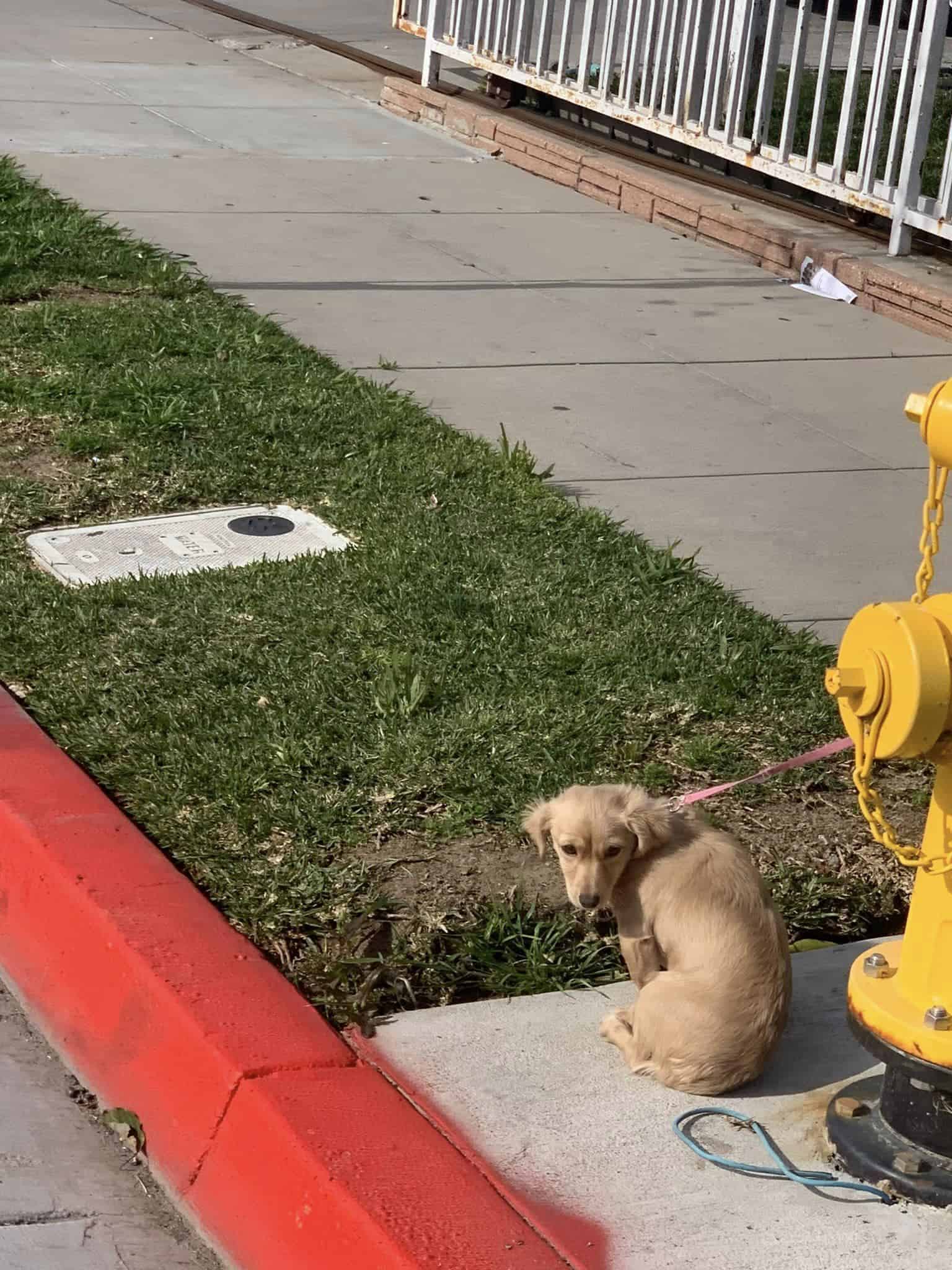 puppy sits tied to a fire hydrant