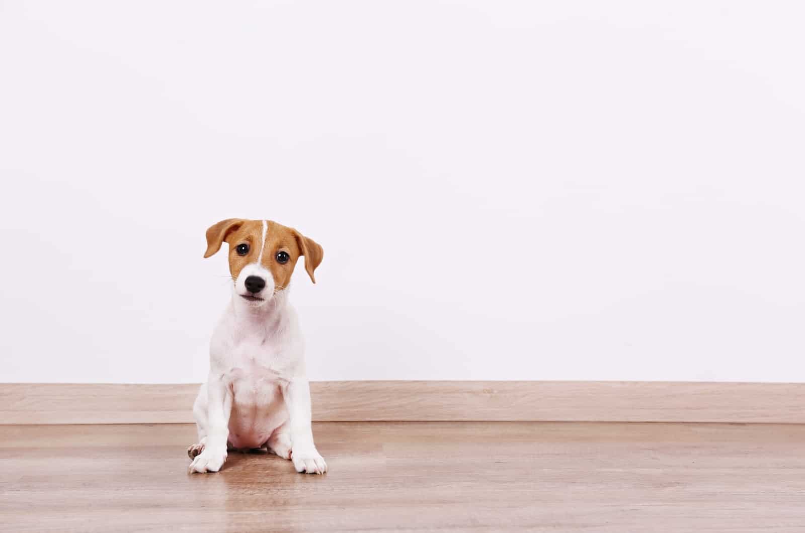 puppy sitting by wall