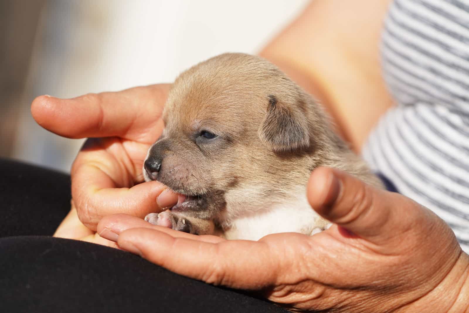 puppy sitting in lap and biting hand