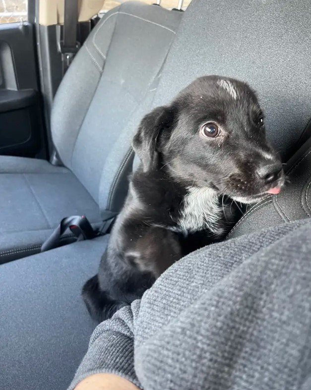 puppy sitting in the car