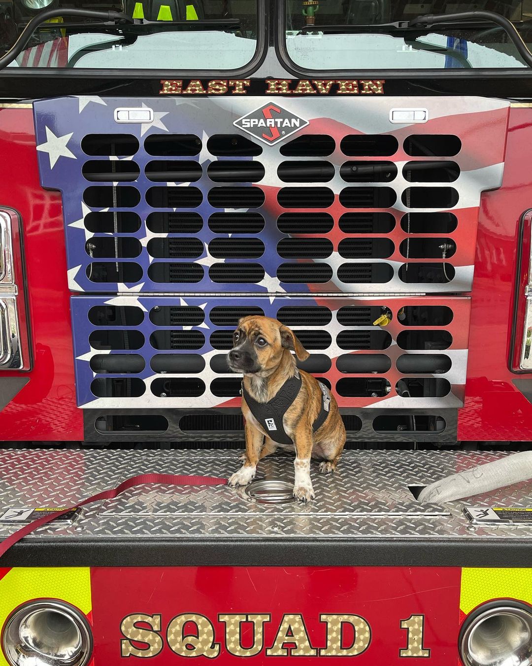 puppy sitting on a fire truck