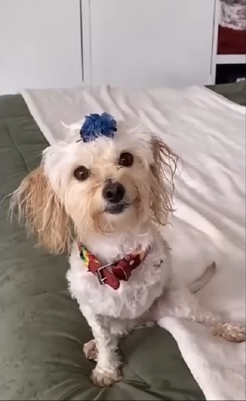 puppy sitting on bed