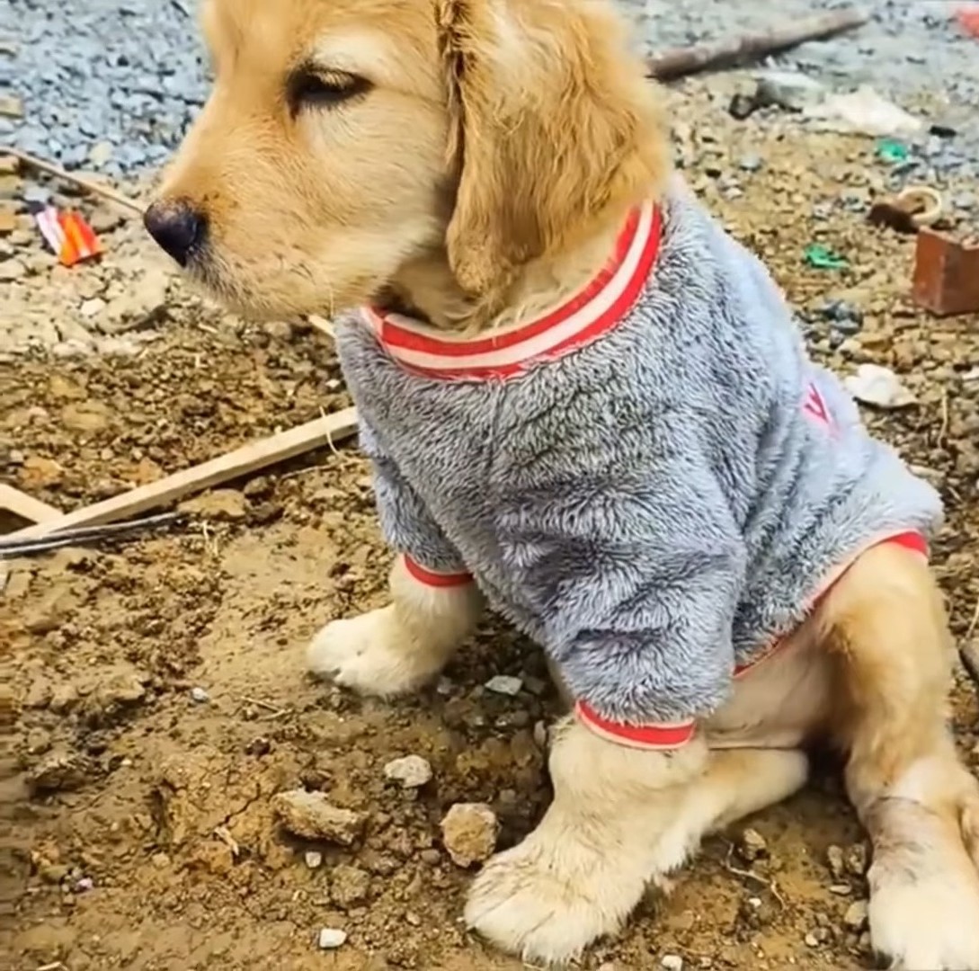 puppy sitting outdoors