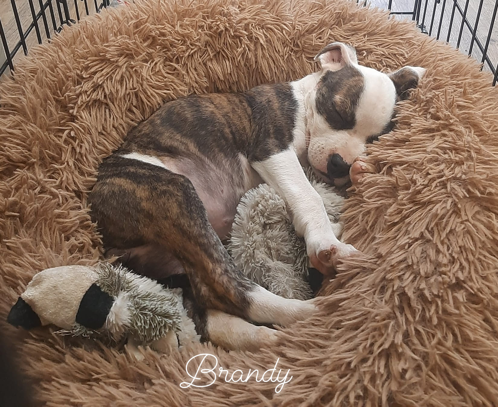 puppy sleeping in a fluffy dog bed