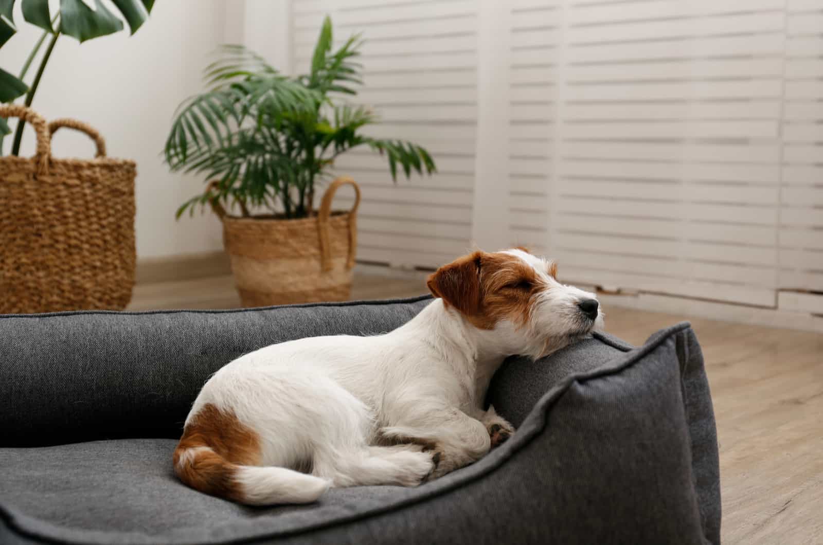 puppy sleeping in the dog bed