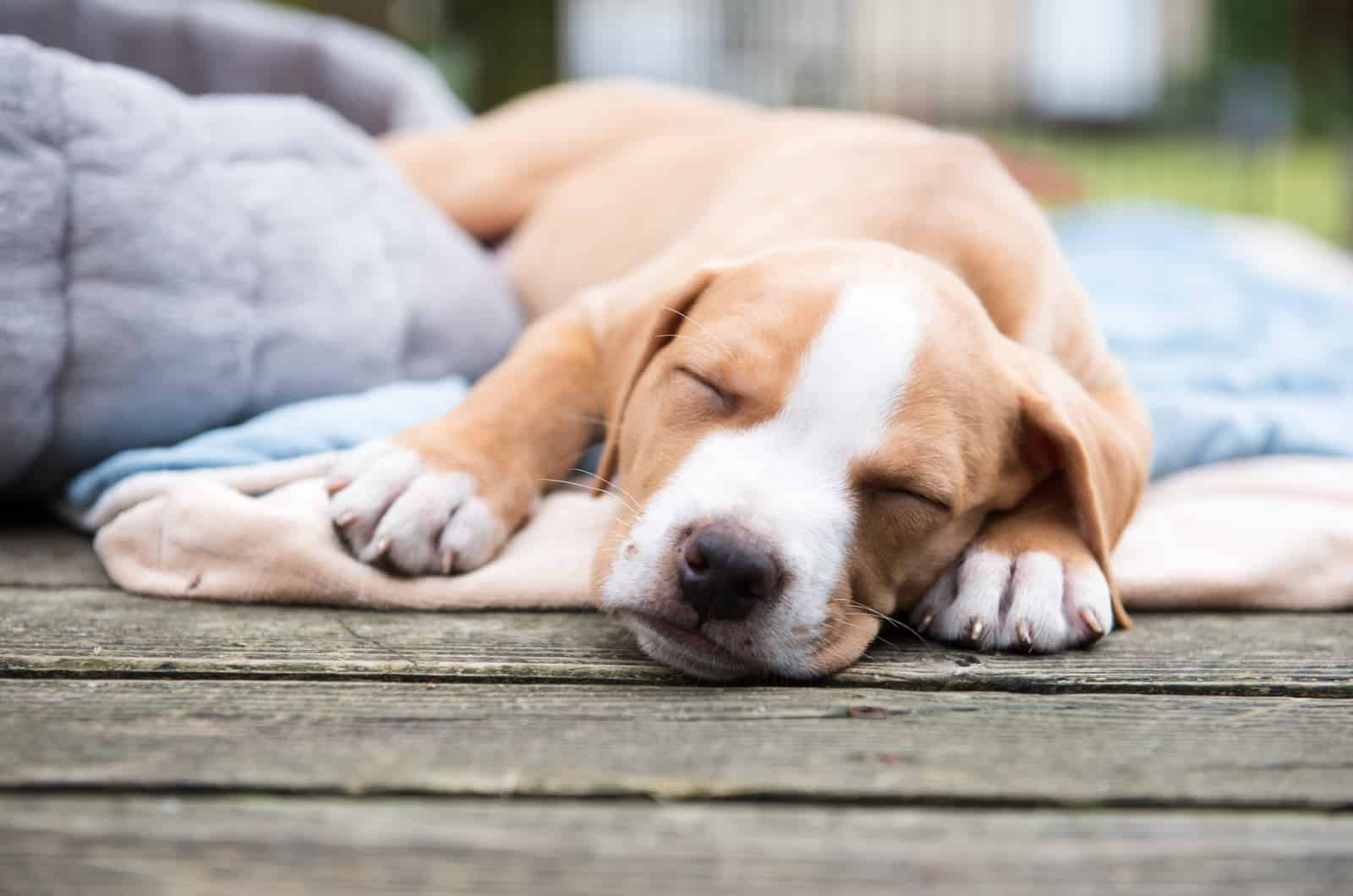 puppy sleeping outside