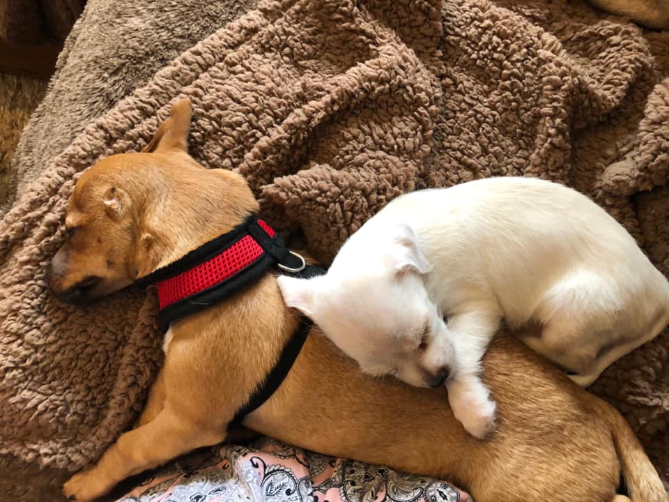 puppy sleeps on the dogs back