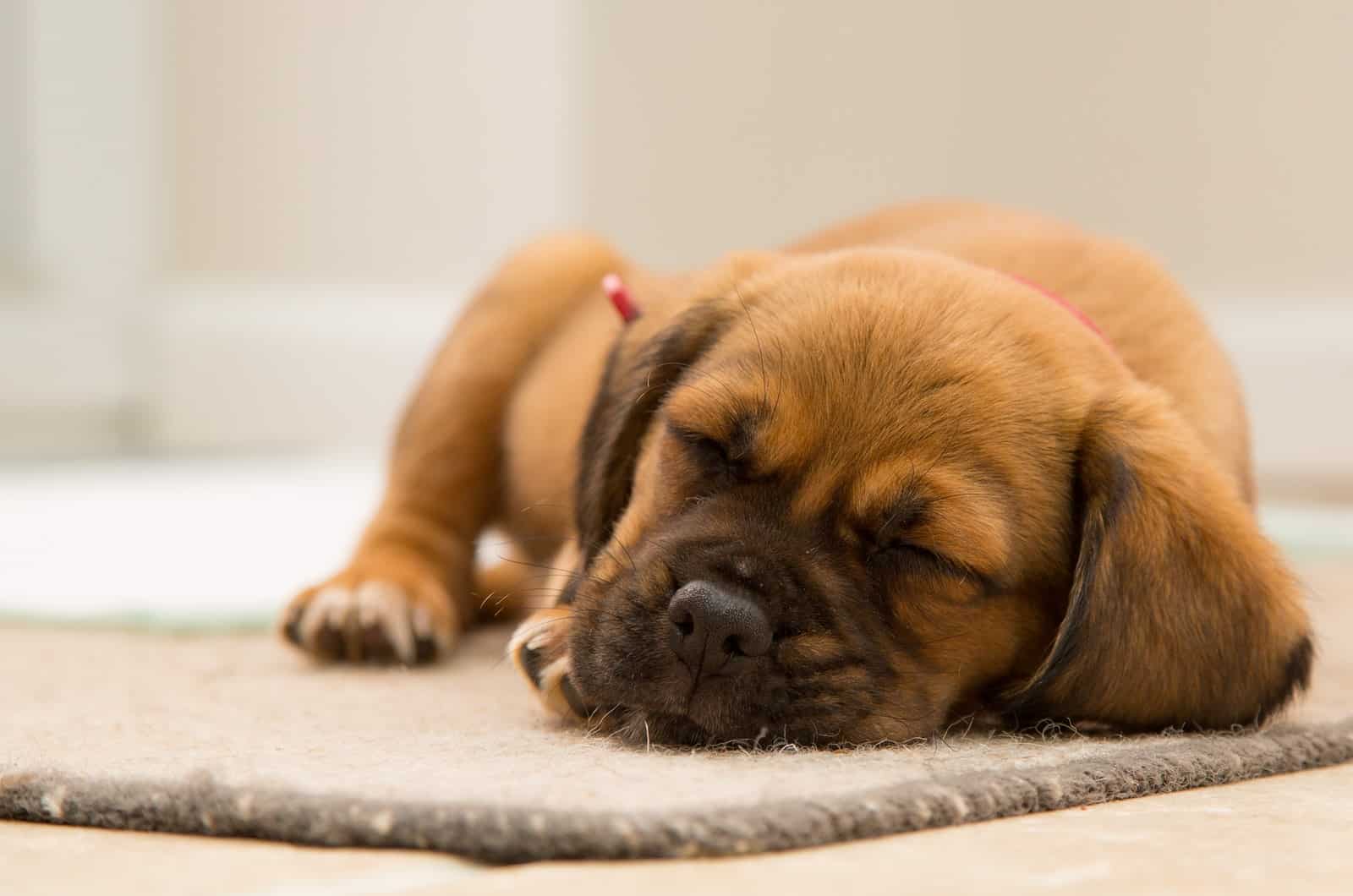 Puppy Snoring: 7 Causes And 4 Ways To Help