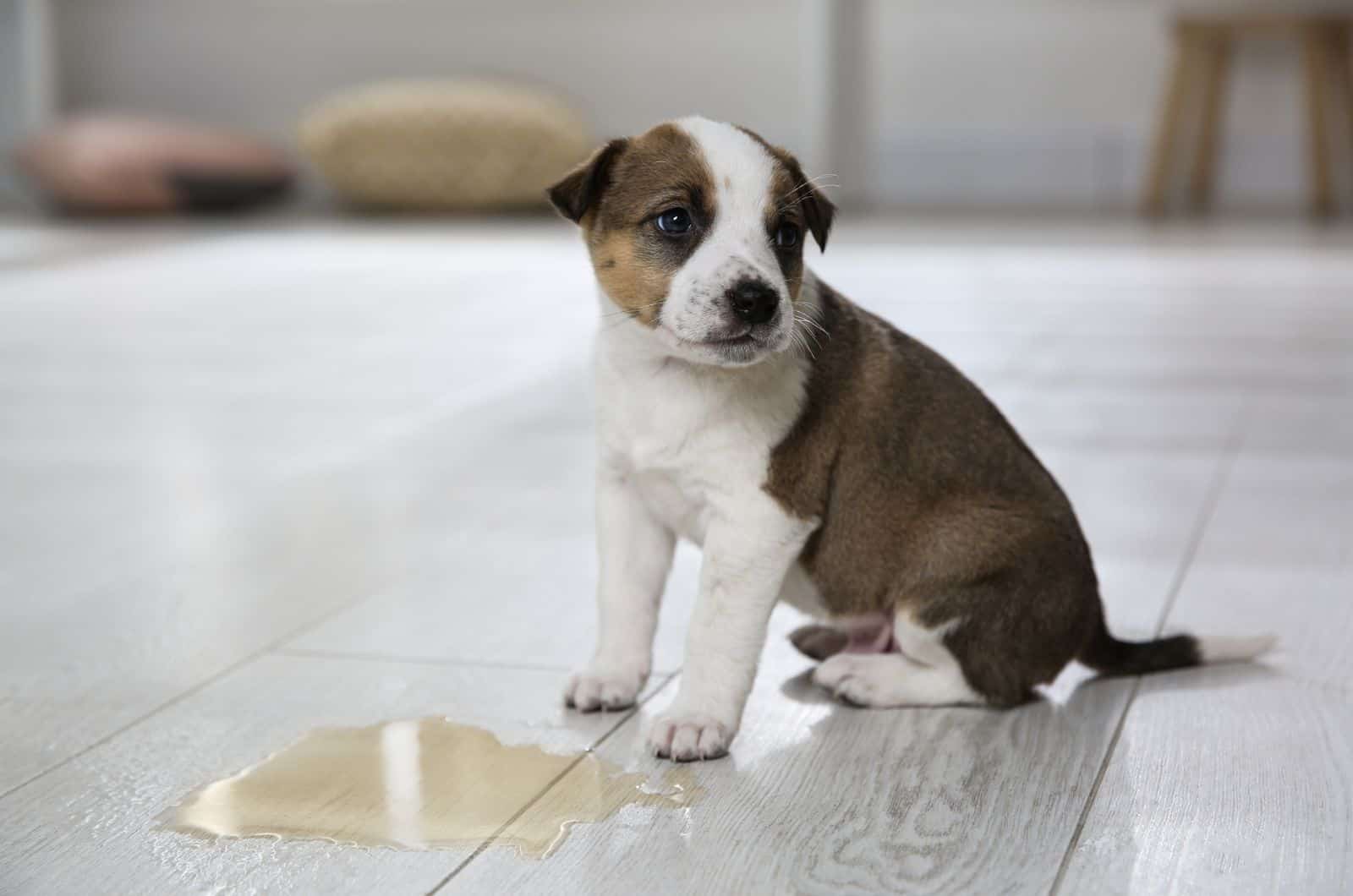 puppy standing by his mess