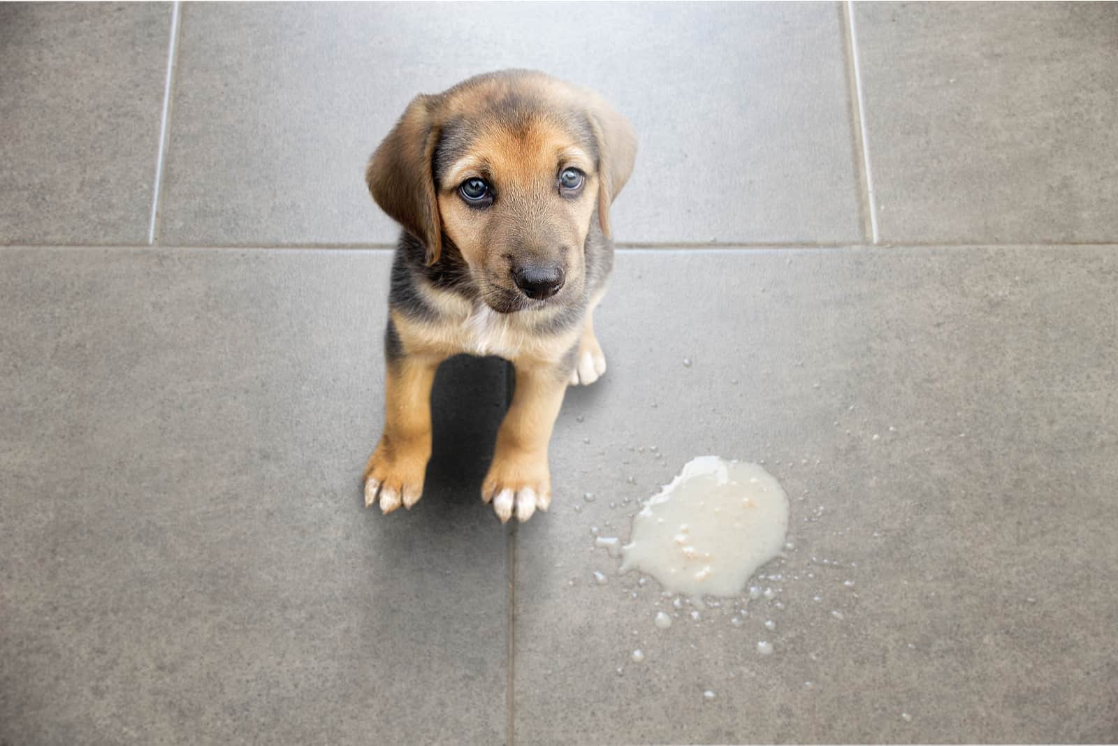 puppy standing next to its vomit