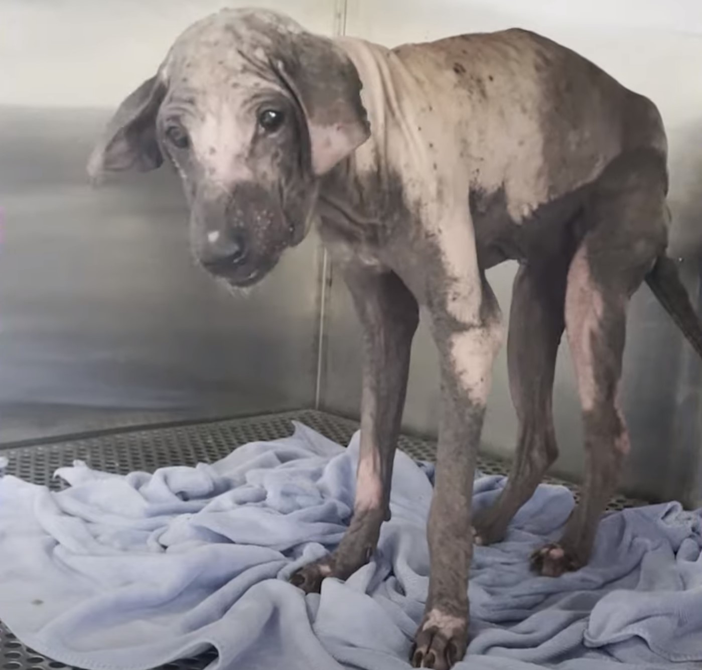 puppy standing on the blanket