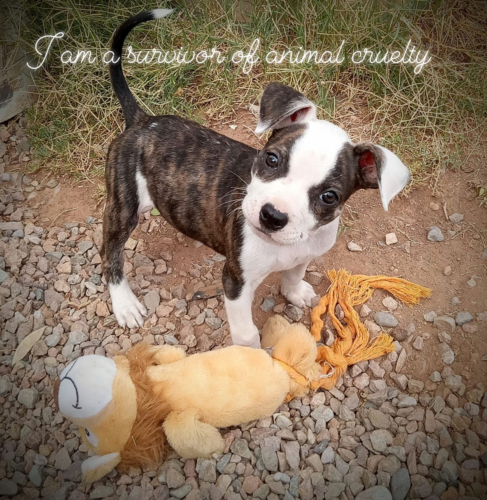 puppy standing outside