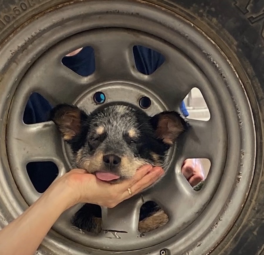 puppy stuck in a tire