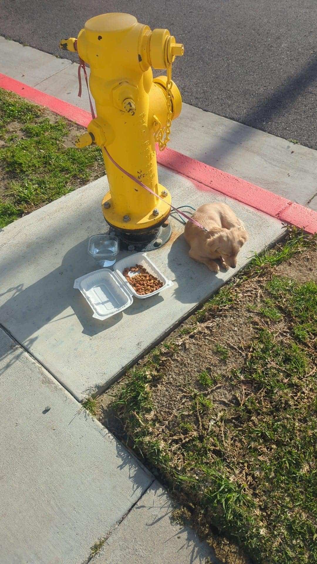 puppy tied to a fire hydrant