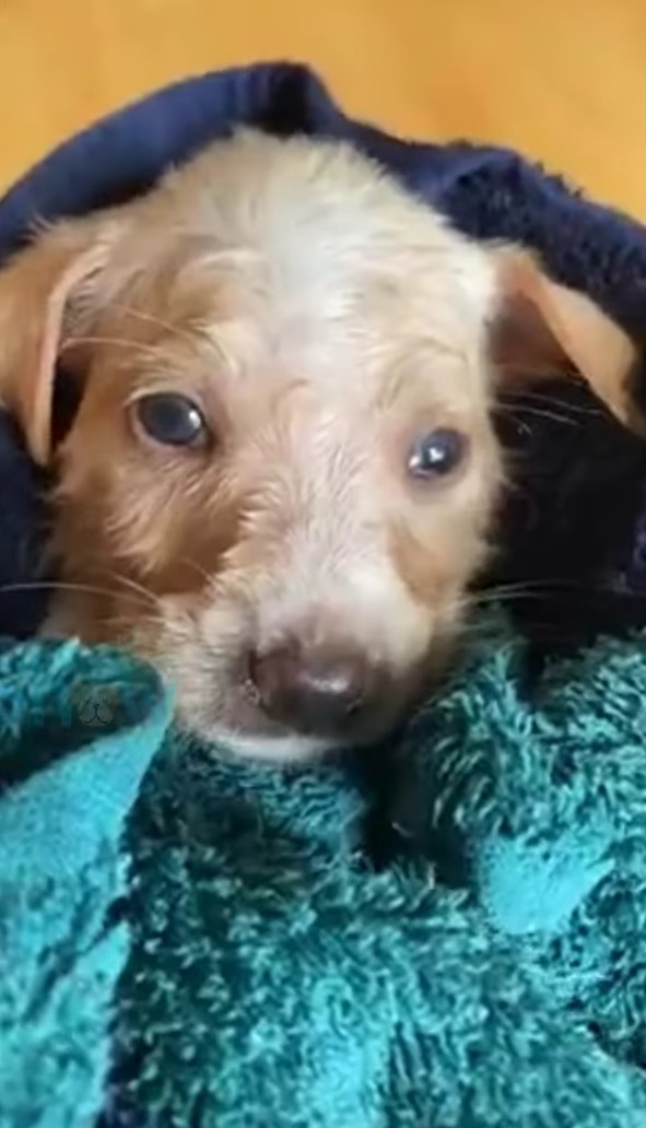 puppy under blanket