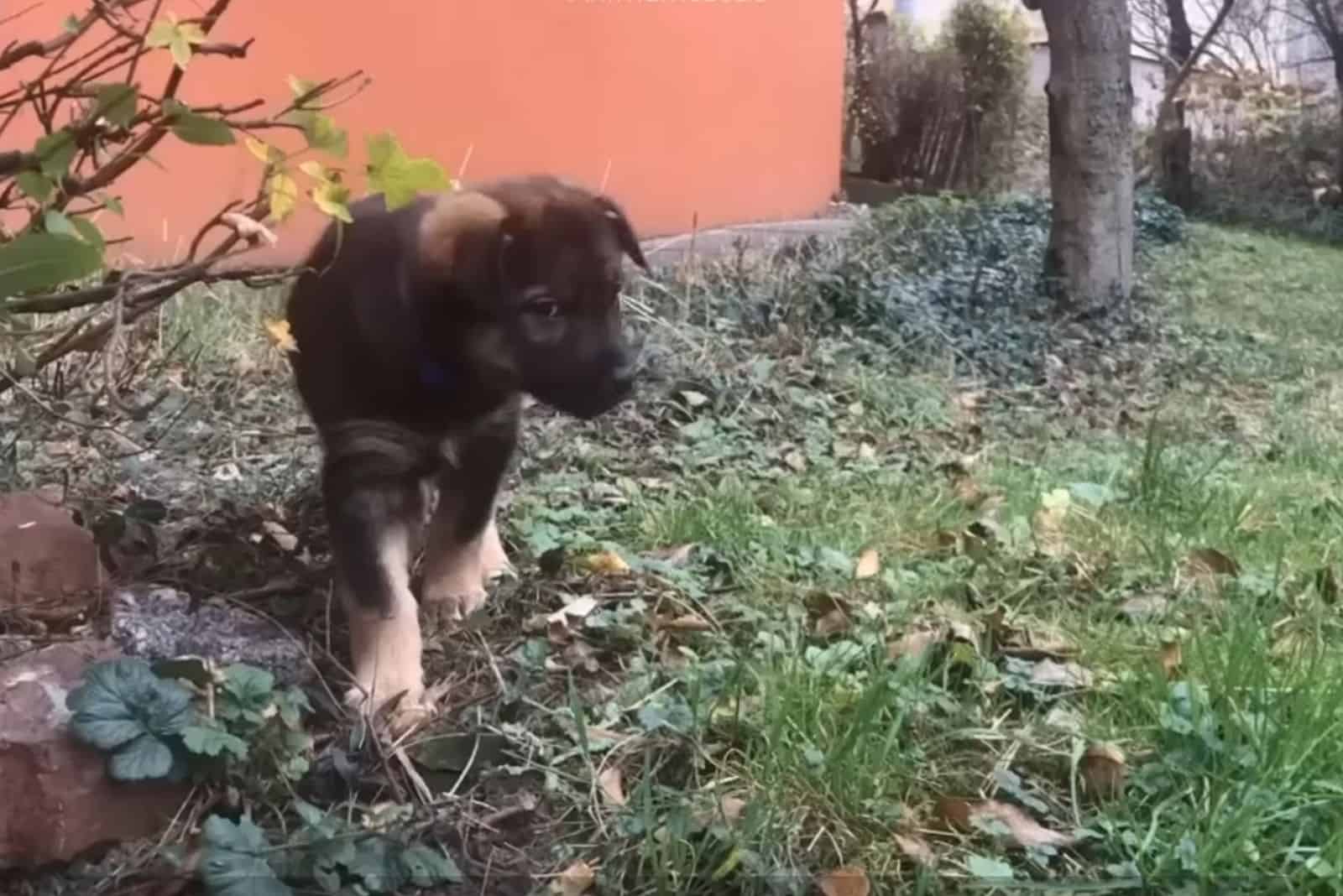 puppy walking in the yard around the house